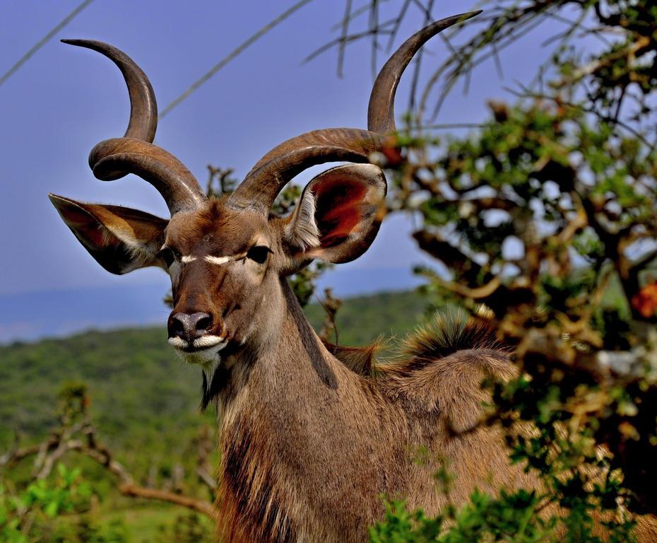 Umlambo River Lodge Kirkwood Екстериор снимка