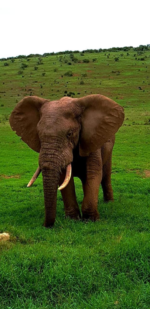 Umlambo River Lodge Kirkwood Екстериор снимка